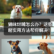 猫咪烂嘴怎么办?这些超实用方法帮你解决!(图3) 猫咪烂嘴怎么办?这些超实用方法帮你解决!(图3)