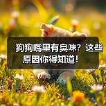狗狗嘴里有臭味?这些原因你得知道!(图4) 狗狗嘴里有臭味?这些原因你得知道!(图4)