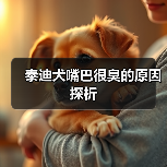 ‌泰迪犬嘴巴很臭的原因探析（图3）