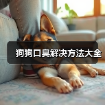 狗狗口臭解决方法大全（图4）