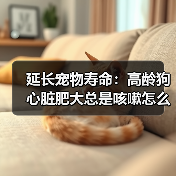 延长宠物寿命：高龄狗心脏肥大总是咳嗽怎么办？