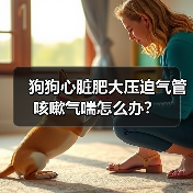 狗狗心脏肥大压迫气管咳嗽气喘怎么办？（图4）