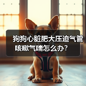 狗狗心脏肥大压迫气管咳嗽气喘怎么办？（图2）