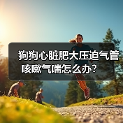 狗狗心脏肥大压迫气管咳嗽气喘怎么办？