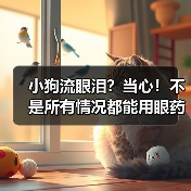 小狗流眼泪？当心！不是所有情况都能用眼药水解决