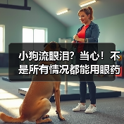 小狗流眼泪？当心！不是所有情况都能用眼药水解决（图4）