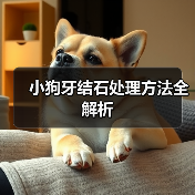 小狗牙结石处理方法全解析(图4) 小狗牙结石处理方法全解析(图4)