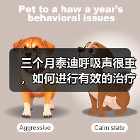 三个月泰迪呼吸声很重,如何进行有效的治疗?(探究泰迪呼吸困难的原因及治疗方法)(图2) 三个月泰迪呼吸声很重,如何进行有效的治疗?(探究泰迪呼吸困难的原因及治疗方法)(图2)