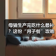 母猫生产完吃什么最补？这份“月子餐”攻略请收好！（图3）