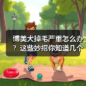 博美犬掉毛严重怎么办?这些妙招你知道几个?(图2) 博美犬掉毛严重怎么办?这些妙招你知道几个?(图2)