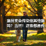 猫鼻支会传染给其他猫吗？当然！这些都是传染途径！