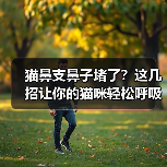 猫鼻支鼻子堵了？这几招让你的猫咪轻松呼吸！（图4）