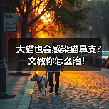 大猫也会感染猫鼻支？一文教你怎么治！（图3）