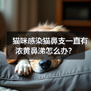 猫咪感染猫鼻支一直有浓黄鼻涕怎么办？（图2）