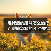 毛球症的猫咪怎么治疗?家庭急救的 4 个关键步骤(图4) 毛球症的猫咪怎么治疗?家庭急救的 4 个关键步骤(图4)