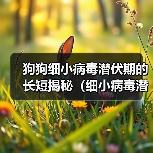 狗狗细小病毒潜伏期的长短揭秘(细小病毒潜伏期与预防关键要点分析)(图2) 狗狗细小病毒潜伏期的长短揭秘(细小病毒潜伏期与预防关键要点分析)(图2)