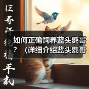 如何正确饲养蓝头鹦哥?(详细介绍蓝头鹦哥的生活习性和健康管理方法)(图3) 如何正确饲养蓝头鹦哥?(详细介绍蓝头鹦哥的生活习性和健康管理方法)(图3)