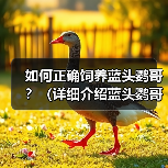 如何正确饲养蓝头鹦哥？（详细介绍蓝头鹦哥的生活习性和健康管理方法）