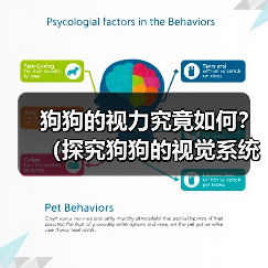 狗狗的视力究竟如何？（探究狗狗的视觉系统与常见视力问题）