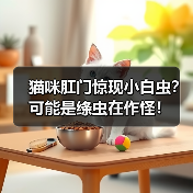猫咪肛门惊现小白虫？可能是绦虫在作怪！（图1）