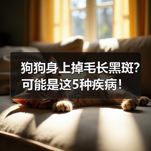 狗狗身上掉毛长黑斑？可能是这5种疾病！（图3）