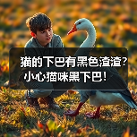猫的下巴有黑色渣渣？小心猫咪黑下巴！（图1）