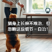 猫身上长癣不难治，但忽略这些细节＝白治！（图1）