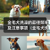 金毛犬洗澡的最佳频率及注意事项(金毛犬洗澡的时间间隔和洗澡前后的护理方法)(图2) 金毛犬洗澡的最佳频率及注意事项(金毛犬洗澡的时间间隔和洗澡前后的护理方法)(图2)