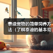 泰迪宠物的简单饲养方法（了解泰迪的基本需求，营造舒适生活环境）（图3）