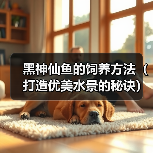 黑神仙鱼的饲养方法（打造优美水景的秘诀）（图4）