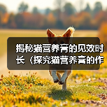 揭秘猫营养膏的见效时长(探究猫营养膏的作用和效果,了解宠物猫所需的摄入时间)(图4) 揭秘猫营养膏的见效时长(探究猫营养膏的作用和效果,了解宠物猫所需的摄入时间)(图4)