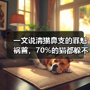 一文说清猫鼻支的罪魁祸首，70%的猫都躲不过！（图3）