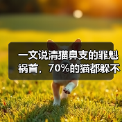 一文说清猫鼻支的罪魁祸首，70%的猫都躲不过！（图1）