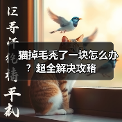 猫掉毛秃了一块怎么办？超全解决攻略