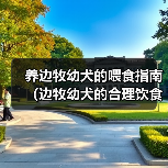 养边牧幼犬的喂食指南(边牧幼犬的合理饮食安排及注意事项)(图4) 养边牧幼犬的喂食指南(边牧幼犬的合理饮食安排及注意事项)(图4)