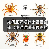 如何正确喂养小猫猫罐头(小猫猫罐头喂养的技巧与注意事项)(图2) 如何正确喂养小猫猫罐头(小猫猫罐头喂养的技巧与注意事项)(图2)