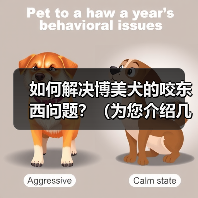 如何解决博美犬的咬东西问题?(为您介绍几种方法和技巧,让您的宠物停止咬东西。)(图2) 如何解决博美犬的咬东西问题?(为您介绍几种方法和技巧,让您的宠物停止咬东西。)(图2)