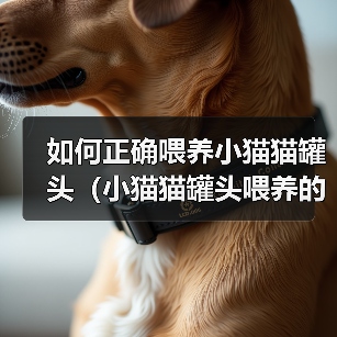 如何正确喂养小猫猫罐头（小猫猫罐头喂养的技巧与注意事项）