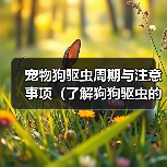 宠物狗驱虫周期与注意事项(了解狗狗驱虫的重要性及正确方法)(图4) 宠物狗驱虫周期与注意事项(了解狗狗驱虫的重要性及正确方法)(图4)