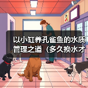 以小缸养孔雀鱼的水质管理之道(多久换水才能让孔雀鱼健康成长?)(图3) 以小缸养孔雀鱼的水质管理之道(多久换水才能让孔雀鱼健康成长?)(图3)