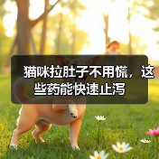 猫咪拉肚子不用慌，这些药能快速止泻（图4）