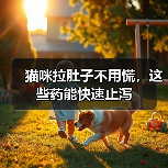 猫咪拉肚子不用慌，这些药能快速止泻（图3）