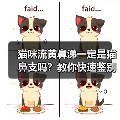 猫咪流黄鼻涕一定是猫鼻支吗?教你快速鉴别!(图3) 猫咪流黄鼻涕一定是猫鼻支吗?教你快速鉴别!(图3)