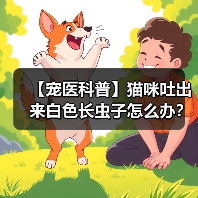【宠医科普】猫咪吐出来白色长虫子怎么办?(图3) 【宠医科普】猫咪吐出来白色长虫子怎么办?(图3)