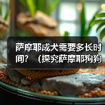 萨摩耶成犬需要多长时间?(探究萨摩耶狗狗的成长周期及关键因素)(图4) 萨摩耶成犬需要多长时间?(探究萨摩耶狗狗的成长周期及关键因素)(图4)
