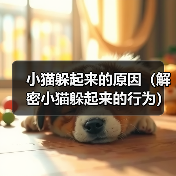小猫躲起来的原因(解密小猫躲起来的行为)(图4) 小猫躲起来的原因(解密小猫躲起来的行为)(图4)