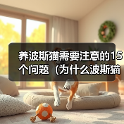 养波斯猫需要注意的15个问题（为什么波斯猫不适合所有人养？-猫）（图2）