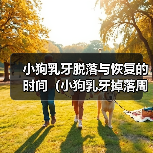 小狗乳牙脱落与恢复的时间（小狗乳牙掉落周期及新牙生长速度）（图3）