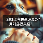 狗身上有跳蚤怎么办？用对药很关键！（图1）