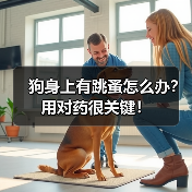 狗身上有跳蚤怎么办？用对药很关键！（图4）